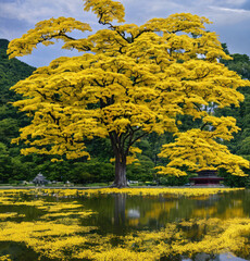 Ancient Japanese Ginkgo Trees , japan yellow tree 