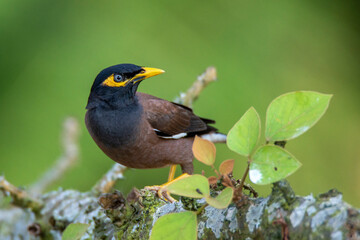 Common myna sitting on a branch taken from satchori forest, Bangladesh
