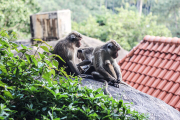 Monkey family Sri Lanka Animals sitting