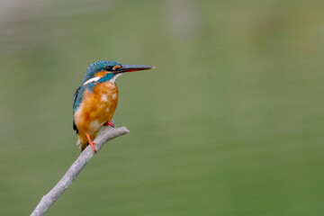 kingfisher from Sundarban forest, Bangladesh