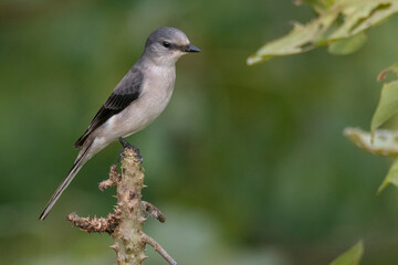 Birds of Bangladesh birds from satchori National park, sylhet, bangladesh 