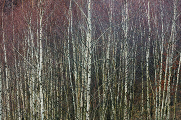 view of a birch grove in the Sudetes, Poland