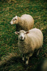 White sheep on the grass in a paddock in the mountains, Poland