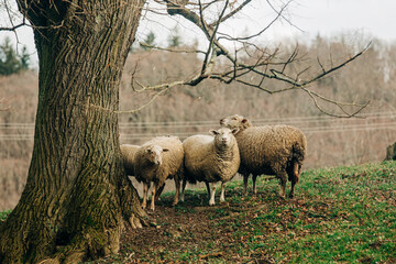 White sheep on the grass in a paddock in the mountains, Poland