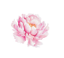 Watercolor illusrtation of a red peony flower head isolated