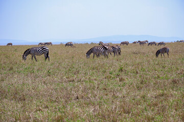 Fototapeta na wymiar Plains zebras graze on a sunny day in Maasai Mara National Reserve, Kenya
