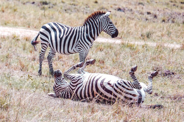 Fototapeta na wymiar Plains zebra dustbathing on a sunny day in Maasai Mara National Reserve, Kenya
