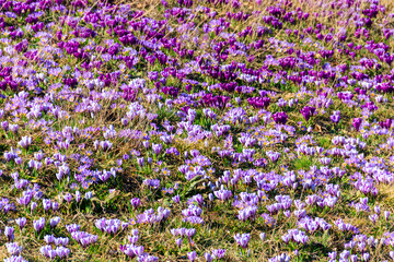 Purple crocus flowers on the lawn at spring