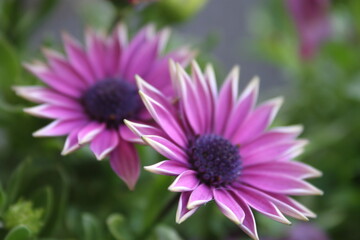close of purple flowers