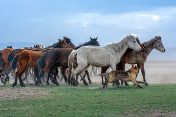 Wild horses (aka Yılkı Atları) are running to freedom. Taken near Hürmetci Village, between Cappadocia and Kayseri, Turkey.

