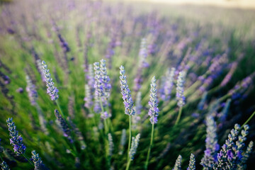 Lavender field