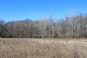 Meadow at Linne Woods on a clear day in Morton Grove, Illinois in early with no leaves on trees