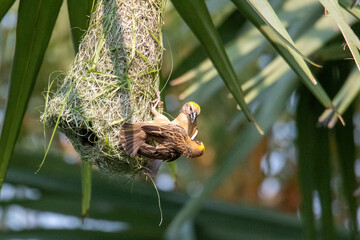 baya weaver,