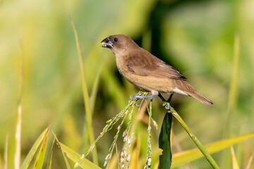 Scaly-breasted munia taken from chattogram Bangladesh
