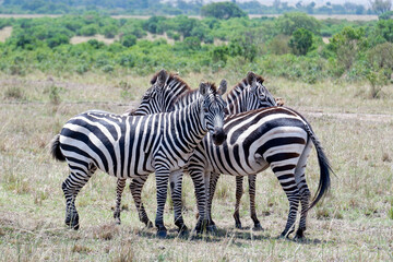 Fototapeta na wymiar Plains zebras huddle together on a sunny day in Maasai Mara National Reserve, Kenya