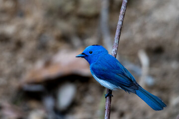 Birds of Bangladesh birds from satchori National park, sylhet, bangladesh 