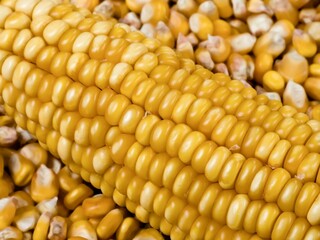 Mature ear of maize with rows of kernels, close up