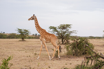 Giraffe walks through the bush in the Maasai Mara, Kenya