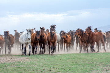 Wild horses (aka Yılkı Atları) are running to freedom. Taken near Hürmetci Village, between Cappadocia and Kayseri, Turkey.

