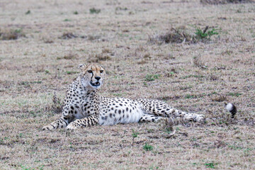 Cheetah with a full belly relaxes in the Maasai Mara, Kenya