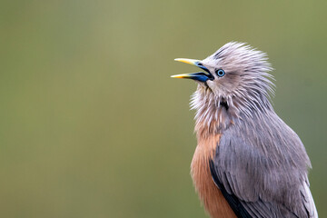 Bird's creeping of a chestnut tailed starling taken from satchori forest, bangladesh