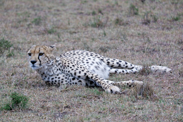 Cheetah with a full belly relaxes in the Maasai Mara, Kenya