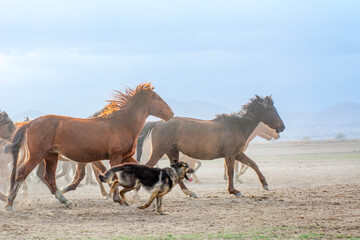 Wild horses (aka Yılkı Atları) are running to freedom. Taken near Hürmetci Village, between Cappadocia and Kayseri, Turkey.

