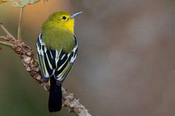 common iora