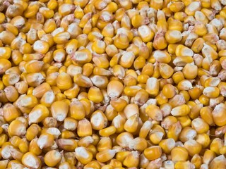 Harvested corn kernels, close up