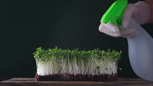 Microgreens home cultivation. Hand of human in latex glove water by sprayer green microgreen sprouts in container on black wall, spray plant leaves with water. Growing seedling. Organic food concept.