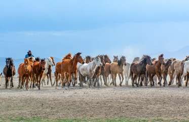 Fototapeta premium Wild horses (aka Yılkı Atları) are running to freedom. Taken near Hürmetci Village, between Cappadocia and Kayseri, Turkey.