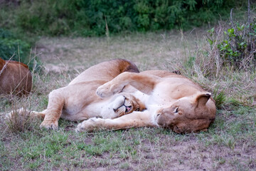 Lionesses snuggle in the Maasai Mara, Kenya