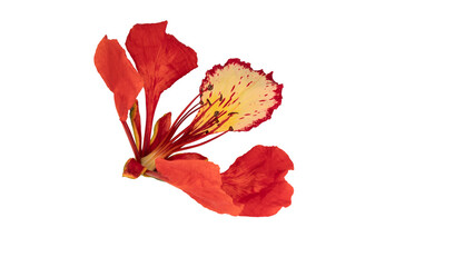 Poinciana regia or Delonix regia flowers isolated from background. The most common names are: royal...