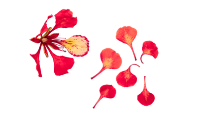 Poinciana regia or Delonix regia flowers isolated from background. The most common names are: royal poinciana, flamboyant, acacia rubra, phoenix flower, flame of the forest, or flame tree