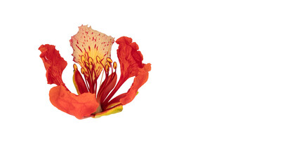 Poinciana regia or Delonix regia flowers isolated from background. The most common names are: royal poinciana, flamboyant, acacia rubra, phoenix flower, flame of the forest, or flame tree