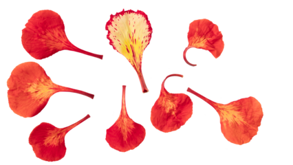 Poinciana regia or Delonix regia flowers isolated from background. The most common names are: royal poinciana, flamboyant, acacia rubra, phoenix flower, flame of the forest, or flame tree