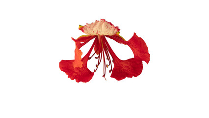 Poinciana regia or Delonix regia flowers isolated from background. The most common names are: royal poinciana, flamboyant, acacia rubra, phoenix flower, flame of the forest, or flame tree