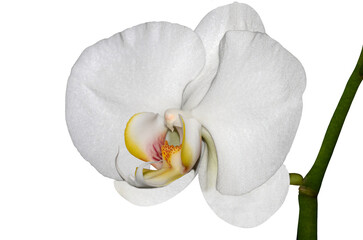 White Phalaenopsis orchid, moth orchid, butterfly, anggrek bulan or moon orchid. Selective focus. Isolated from background and cut out.