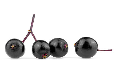 Young berries of elder isolated on a white background