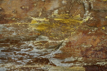 Naklejka premium old surface background of the cliff along the beach with yellow fungus at low tide on the coast of Vendée, France