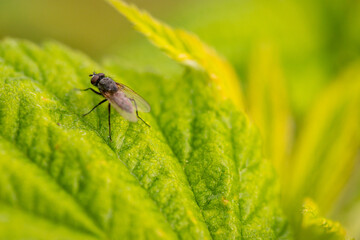  fly on green leaf in the wild.