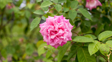 Fototapeta premium Beautiful Blooming Pink Rose. Rosa Centifolia Linn