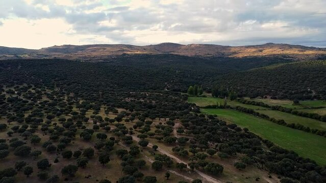 conjunto de arboles. nogales desde arriba. toma de dron sobre aroles en la mota&ntilde;a