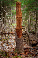 Fototapeta premium trunk of a tree