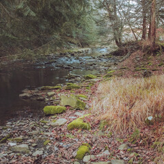 stream in the forest