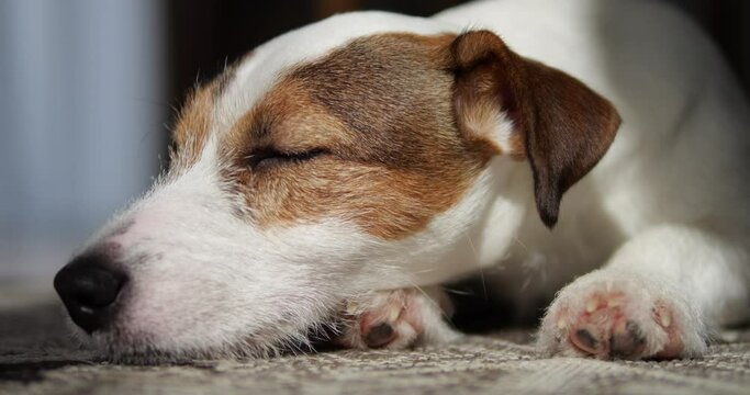 A dog resting. Jack Russell is sleeping on a rug by the window.