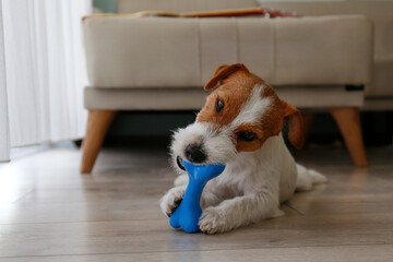 Cute wire haired Jack Russel terrier puppy playing with blue rubber bone. Adorable broken coated...