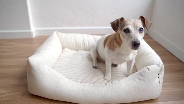 funny small dog sitting on light comfortable bed looking at camera and tilting the head listening attentively. Video footage elderly pet portrait.  shallow depth of field. bright room with white wall