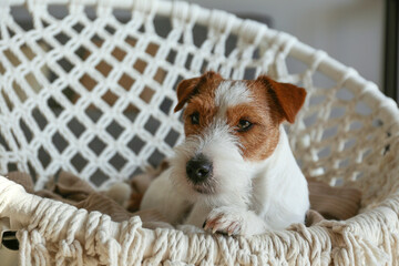 Sleepy wire haired jack russell terrier puppy lying in the rope papasan chair. Small rough coated doggy falling asleep on weaved armchair at home. Close up, copy space, background.