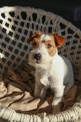 Young wire haired jack russell terrier basking in the sunlight on a rope papasan chair. Small rough coated doggy on weaved armchair at home. Close up, copy space, background.